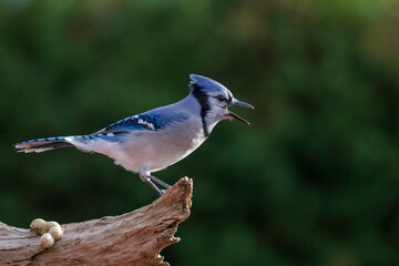 blue jay (Cyanocitta cristata) in autumn