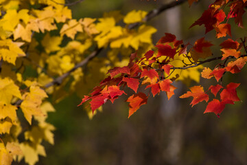 Acer saccharum, the sugar maple