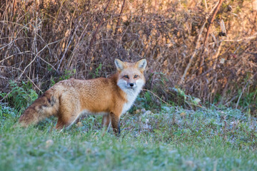  young red fox in autumn