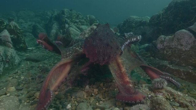 Giant Pacific octopus Enteroctopus dofleini interacting with group of underwater photographers in cold Japan sea