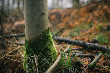 Hiking in the woods, exploring Vysocina - Highlands