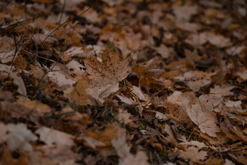 autumn leaves on the ground