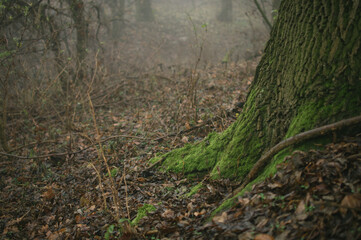 Hiking in the woods, exploring Vysocina - Highlands