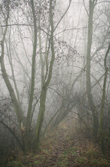 Obraz premium Hiking in the woods, exploring Vysocina - Highlands