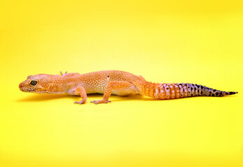 Leopard Gecko on yellow background.Leopard gecko lizard, close up macro.A cropped view of a yellow and orange spotted leopard gecko on yellow background