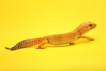 Leopard Gecko on yellow background.Leopard gecko lizard, close up macro.A cropped view of a yellow and orange spotted leopard gecko on yellow background