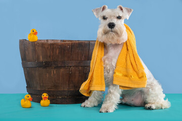 schnauzer dog next a wooden bath tub with a rubber ducks and yellow towel