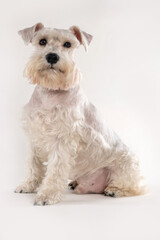 white schnauzer dog sitting and looking at camera on white background