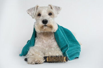 white schnauzer dog lying down with a green towel on his back and holding a hairbrush on white...