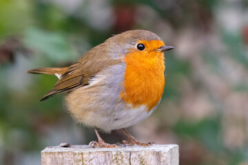 Cute, fluffy European robin (Erithacus rubecula) perched on a fence post in a UK garden, Cairngorms, Scotland