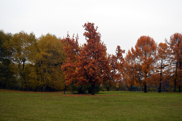 Golden autumn. Bright orange foliage on a background of green grass. Beautiful autumn park. - 468691407