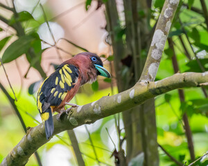 Banded Broadbill perching eye level on tree branch