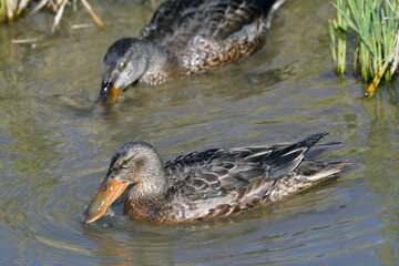 餌を探すハシビロガモ（鹿児島県・出水市）
