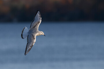 Bonapartes Gull in Flight