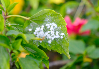 A leaf infested with wooly aphids (Eriosomatinae), common garden plant pest in warm climates.