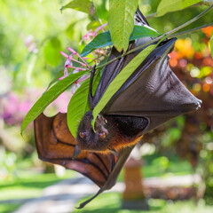 Flying fox, giant bat on Jawa Indonesia