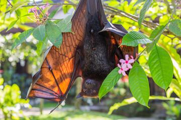 Flying fox, giant bat on Jawa Indonesia - obrazy, fototapety, plakaty