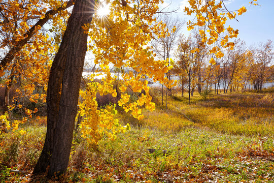 A pretty Fall scene at Cherry Creek State Park in Colorado with the sun shining through a large Cottonwood tree and a rolling meadow below leading to the lake reservoir.