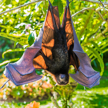 Flying fox, giant bat on Jawa Indonesia