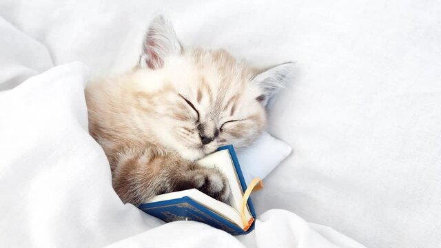 Kitten in bed under the covers. The kitten fell asleep while reading. The cat is sleeping with a book.