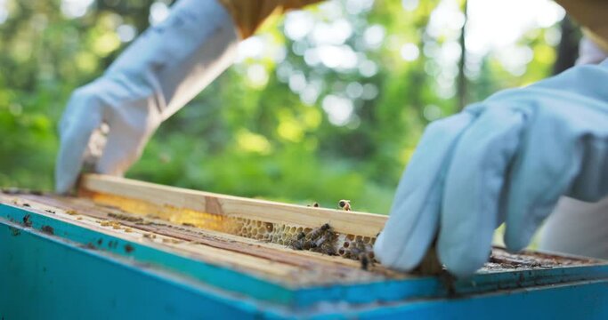 A beekeeper spends time at the hives on the apiary, carefully placing slowly inside a wooden frame occupied by a swarm of working bees producing honey on beeswax