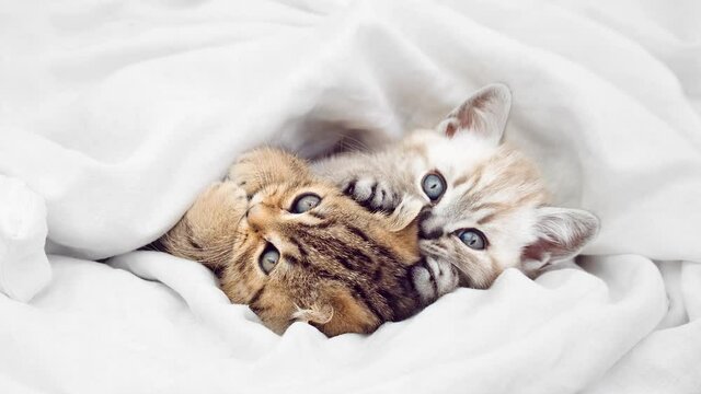 Two kittens are playing in bed. Two kittens lie under a white blanket.