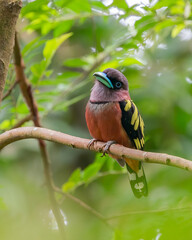 Banded Broadbill perching eye level on tree branch