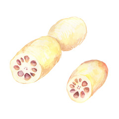 水彩で描いたレンコンのイラスト