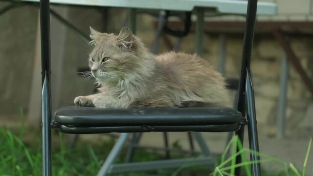 Tired and sleepy cat lying on black garden chair. Turns head nervously due to distracting noises. 4k