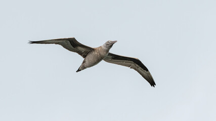 Juvenile northern gannet (Morus bassanus) in flight, isolated against a pale sky at Chanonry point, Scotland