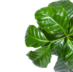 Beautiful coffee tree on white background, closeup