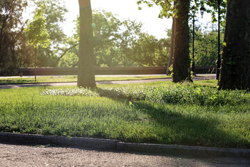 View of beautiful park with green grass in city