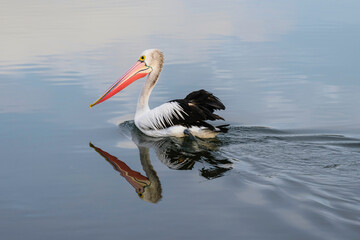 Pelican and reflection in the water