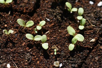 Germination and growth of Red leaf lettuce in the vegetable garden. Asteraceae non-heading vegetable. 