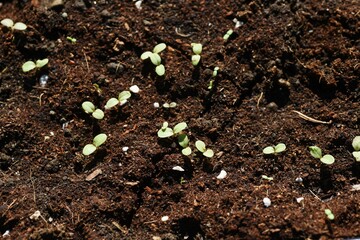 Germination and growth of Red leaf lettuce in the vegetable garden. Asteraceae non-heading vegetable. 