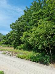 
It is a forest with a cement road.