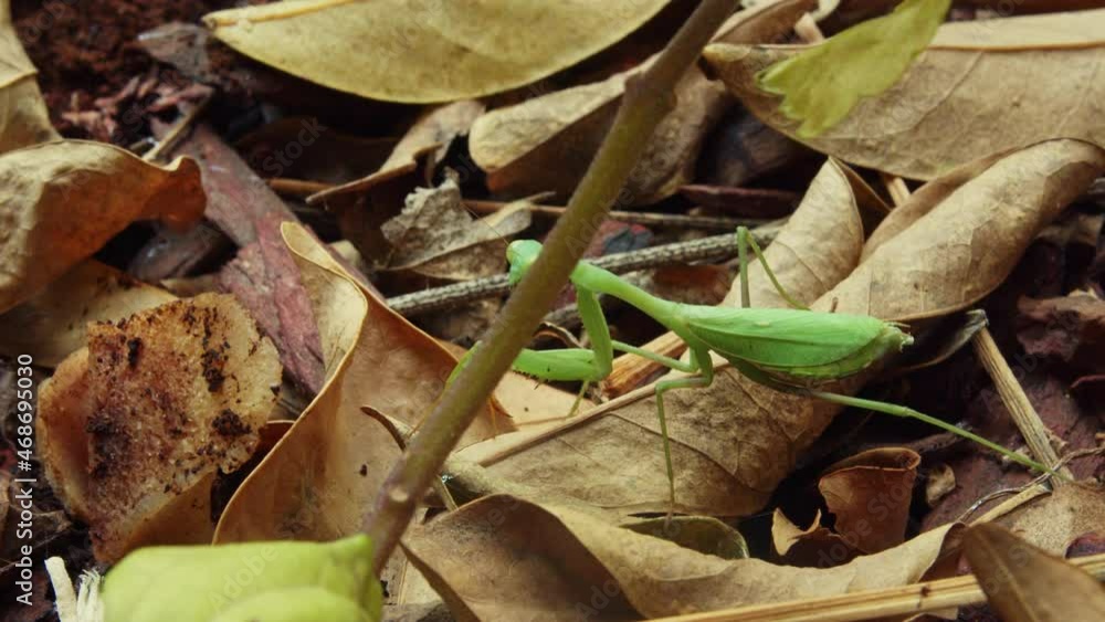 Poster green european praying mantis walking over a dead leaf on the forest floor and moving from behind a 