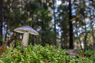 The fungus grows on green moss in the forest.