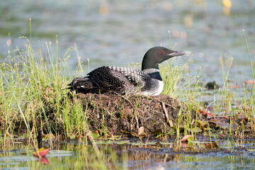 Common Loon Photo. Loon with one day baby chick under her feather wings on the nest protecting and caring for the baby loon in its environment and habitat. Loon Mother and Baby Chick. Image. 