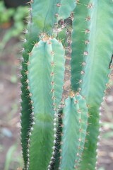 fresh green cactus tree in nature garden