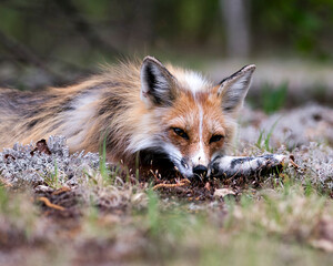 Red Fox Photo Stock. Fox Image. Close-up profile view resting on moss and foliage  in the springtime  in its environment and habitat with a blur background. Picture. Portrait.