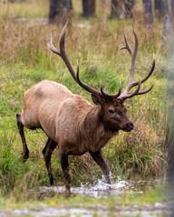Elk Stock Photo and Image.  male close-up profile view, running in the water with a blur forest background and displaying antlers and brown fur coat in its environment and habitat surrounding.