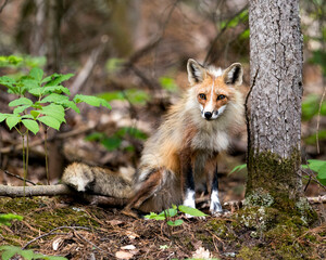 Naklejka na ściany i meble Red Fox Photo. Fox Image. Close-up profile view sitting by a moss tree and looking at camera with blur background in its environment and habitat. Picture. Portrait.