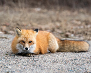 Red Fox Photo Stock. Fox Image. Close-up view resting and  looking at camera in the spring season...