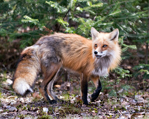 Naklejka na ściany i meble Red Fox Photo Stock. Fox Image. Close-up profile side view in the spring season with coniferous branches background and enjoying its environment and habitat. Picture. Portrait.