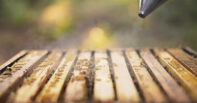 A beekeeper spends time in the middle of the forest by the beehives, holding a bee vacuum cleaner used to produce white smoke to calm the bees, he sprays it over the apiary