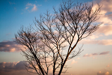 tree without leaves