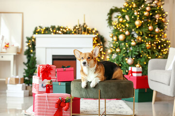 Cute Corgi dog with Christmas gifts at home