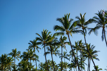 Naklejka na ściany i meble Tropical trees background. Coco palms on blue sky. Palms landscape with sunny tropic paradise. Summer tropical island, holiday or vacation pattern.