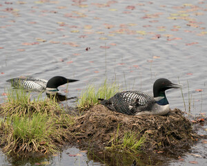 Loon Photo Stock. Loon couple nesting and guarding the nest  by the lake shore in their environment and habitat with a blur water background. Loon on Lake. Loon in Wetland. Picture. Portrait. 